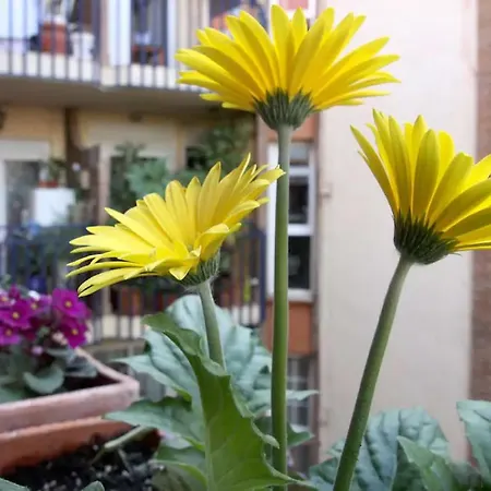 公寓 Azahara 科爾多瓦